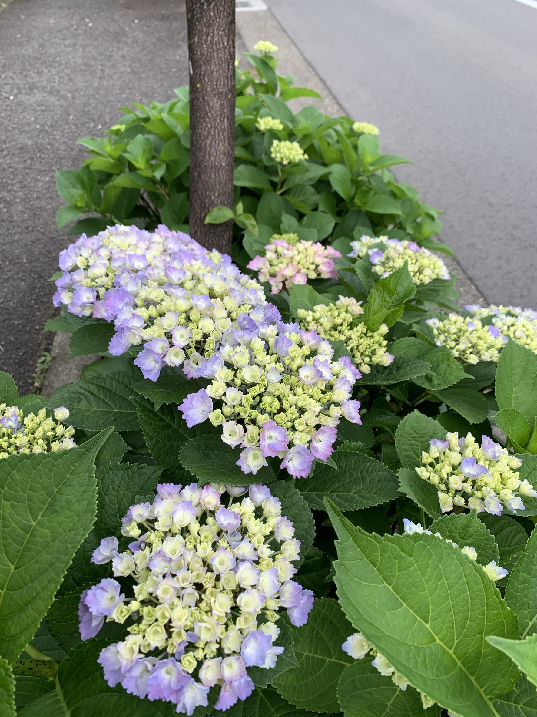 紫陽花