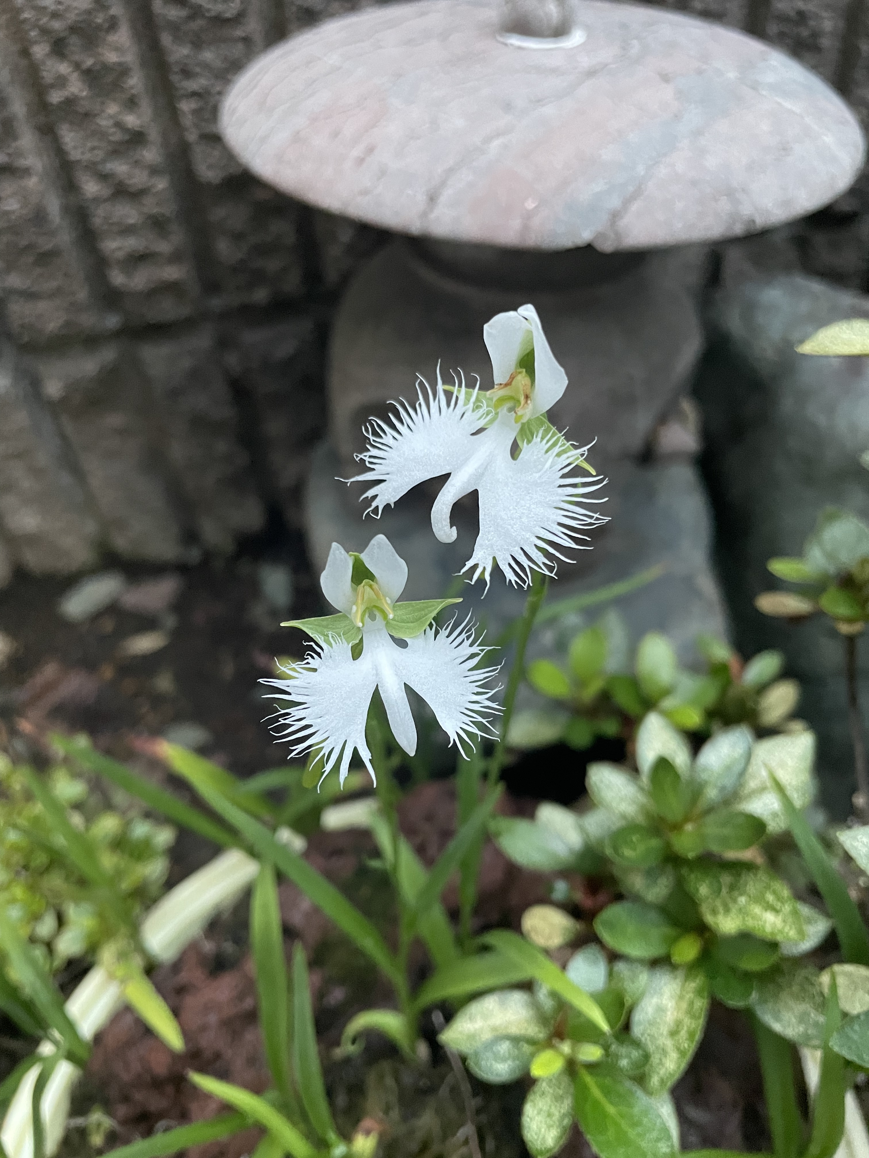 涼しげな鷺草