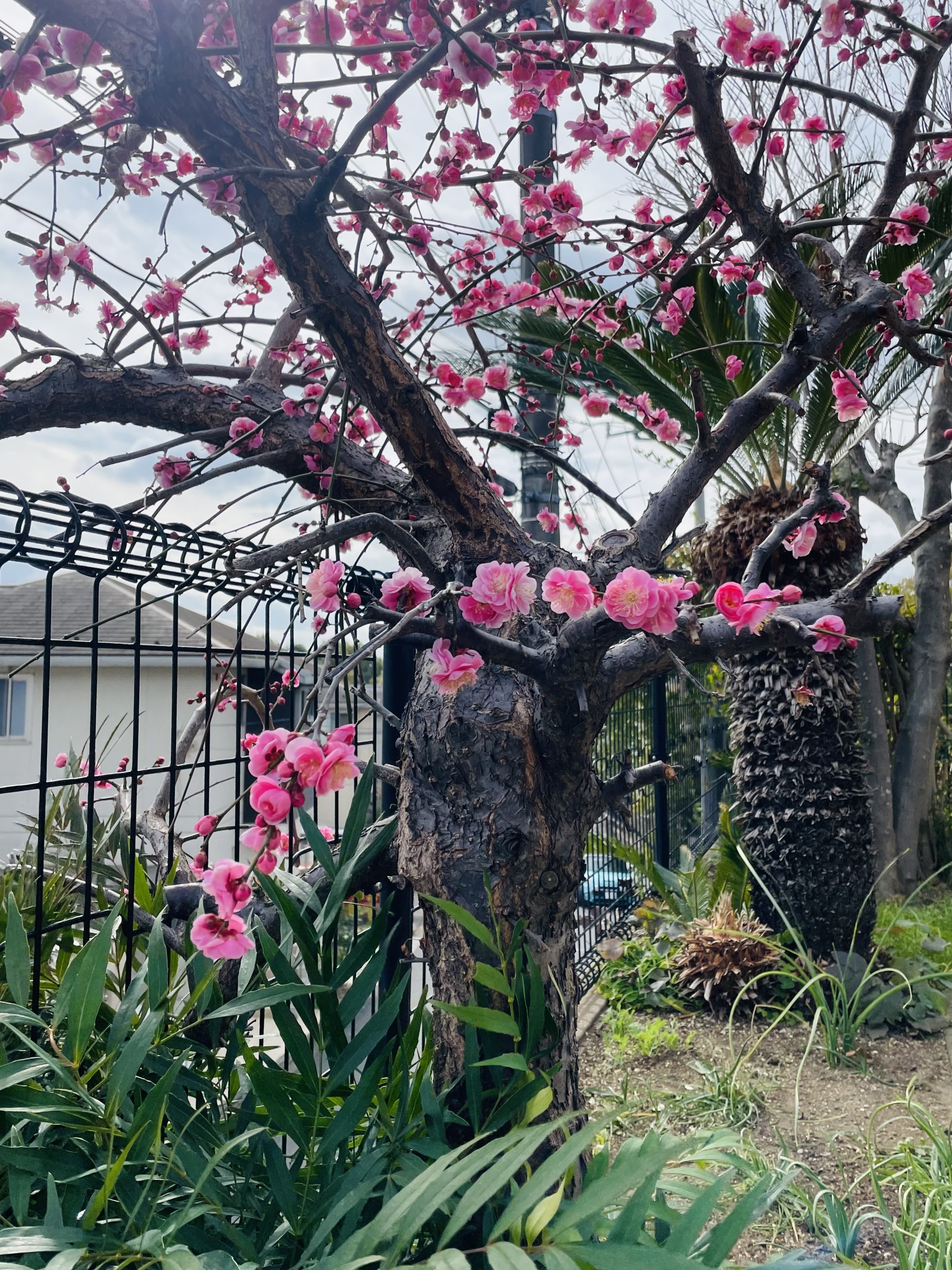 梅の花。