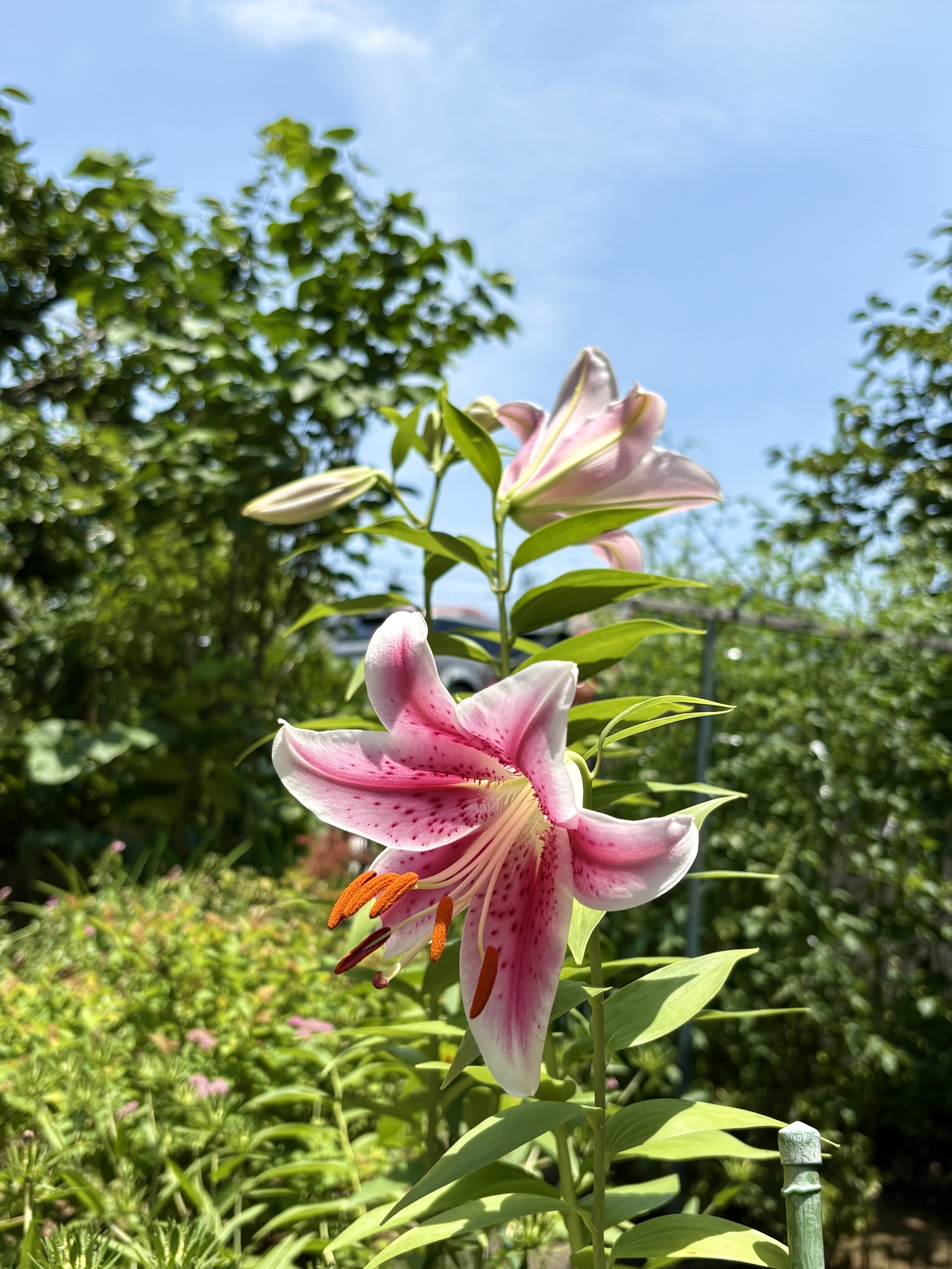 夏の風景