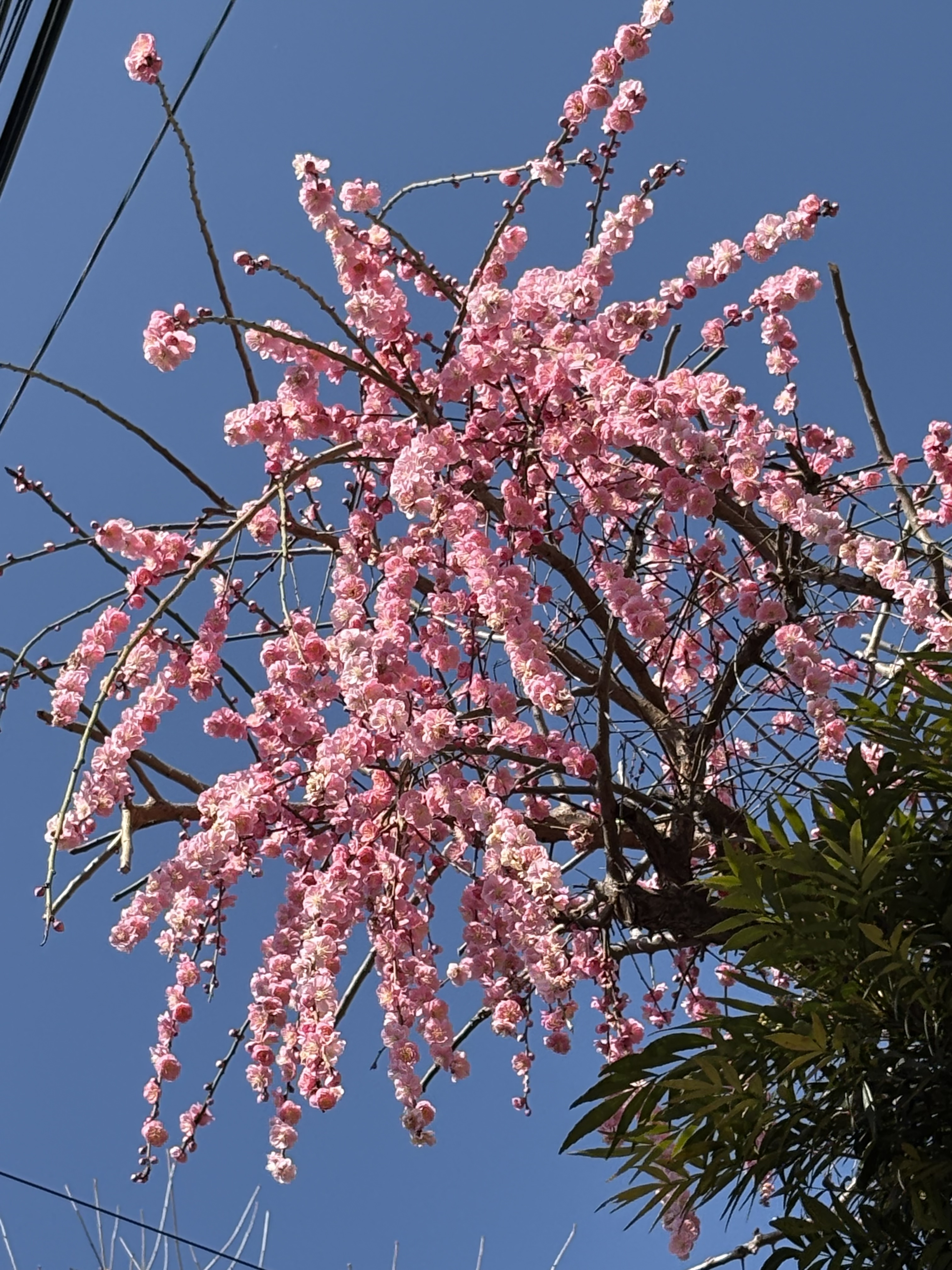 実家の枝垂れ梅